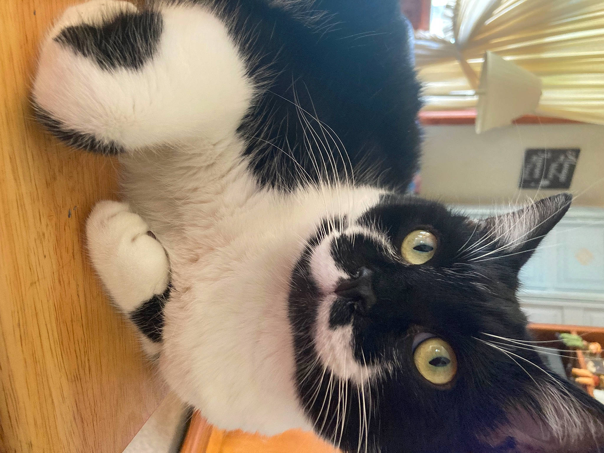 Hobo is registered to the contest to win money with this photo: carnivore, cat, claw, comfort, domestic_short_haired_cat, eye, felidae, fur, head, mammal, panda, paw, small_to_medium_sized_cats, snout, tail, terrestrial_animal, toy, vertebrate, whiskers, window