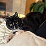 Abby is registered to the contest to win money with this photo: animal, black_and_white, blanket, cat, close_up, comfortable, couch, cozy, curious, feline, fur, home, indoor, paws, pet, relaxed, resting, soft_light, whiskers, yellow_eyes
