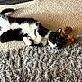 animal, black_and_white, carpet, cat, cozy, cute, domestic_animal, feather_toy, feline, fur, home, indoor, lying_down, pet, playful, relaxed, resting, rug, tail, whiskers