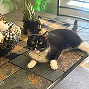 Abby joined the competition — help win amazing prizes! autumn, black_and_white, cat, collar, cozy, decor, feline, home, indoor, natural_light, pet, plaid, potted_plant, pumpkins, relaxed, table, tiled_table, whiskers, window, yellow_eyes
