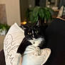 Abby is registered to the contest to win money with this photo: bell, black_and_white, cat, close_up, collar, comfortable, couch, cozy, domestic_cat, feline, fur, home, indoor, pet, pillow, relaxed, stretching, tuxedo_cat, whiskers, yellow_eyes