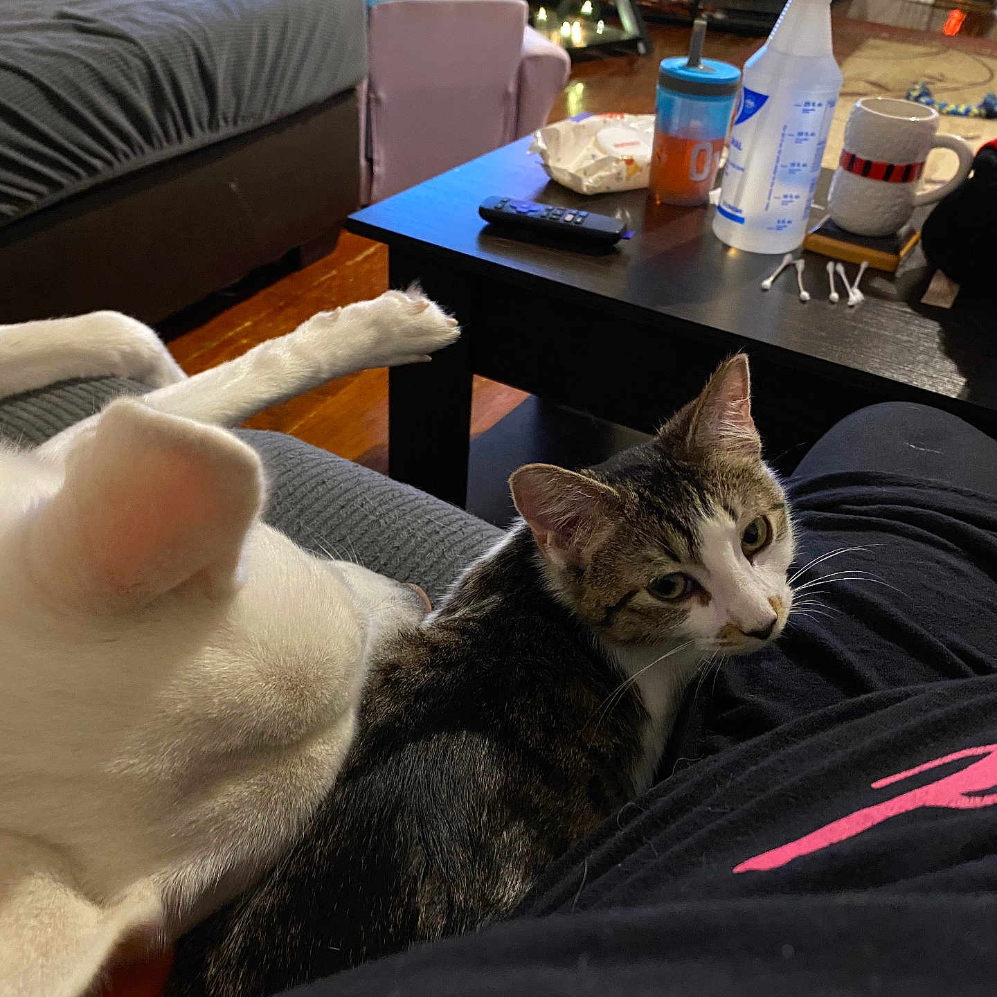 Princess Ashely joined the competition — help win amazing prizes! blanket, casual, cat, coffee_table, cotton_swabs, couch, cup, curious, dog, furniture, home, indoor, lap, person, pet, relaxed, remote_control, resting, water_bottle, wood_floor