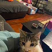 Princess Ashely is registered to the contest to win money with this photo: cat, pet, indoor, living_room, couch, coffee_table, food_bowl, child_chair, television, wooden_floor, blanket, person, animal, curious, cozy, furniture, cup, toy, orange_shirt, gray_couch