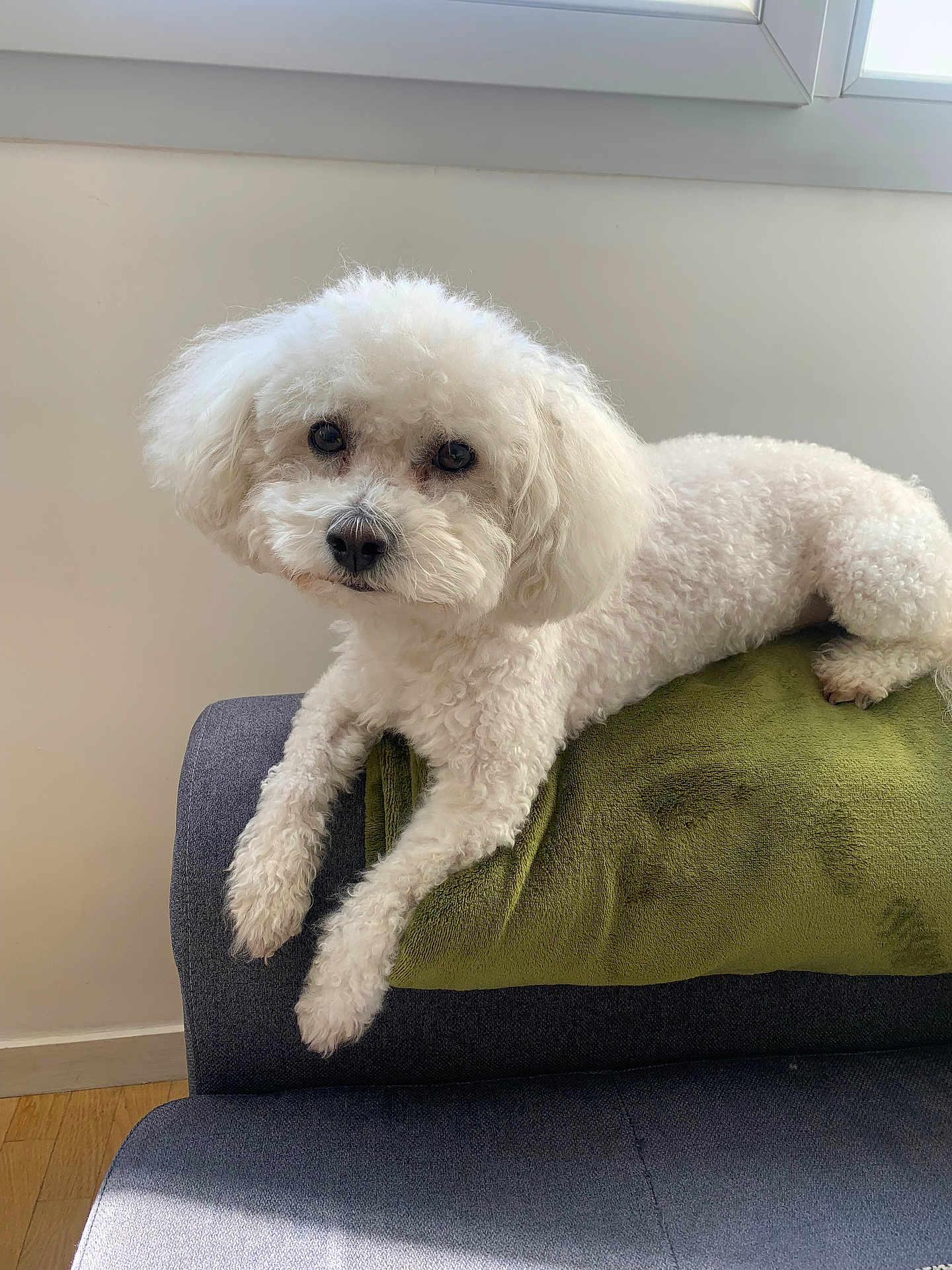 Replay participe au concours pour gagner de l'argent avec cette photo : dog, white, fluffy, poodle, pet, couch, furniture, blanket, indoor, window, light, relaxed, animal, cute, companion, fur, looking, home, cozy, laying