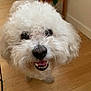 dog, white_dog, curly_fur, pet, smiling, teeth, indoor, wooden_floor, cute, animal, canine, friendly, close_up, fluffy, looking_up, house, domestic, companion, happy, portrait