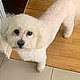 dog, white, fluffy, curious, indoor, floor, tile, wooden_floor, pet, animal, cute, small_dog, looking_up, ears, fur, paw, nose, eyes, companion, domestic