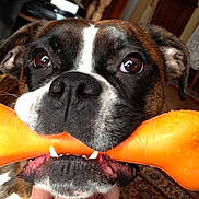 GYPSY participe au concours pour gagner de l'argent avec cette photo :