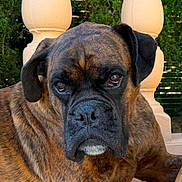 King participe au concours pour gagner de l'argent avec cette photo : dog, brindle_dog, mastiff, boxer_mix, pet, animal, portrait, close_up, sitting, outdoor, garden, greenery, stone_pillars, balustrade, brown_fur, black_muzzle, floppy_ears, soulful_eyes, white_chin, wrinkles