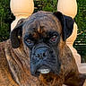 dog, brindle_dog, mastiff, boxer_mix, pet, animal, portrait, close_up, sitting, outdoor, garden, greenery, stone_pillars, balustrade, brown_fur, black_muzzle, floppy_ears, soulful_eyes, white_chin, wrinkles
