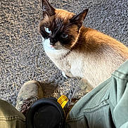 Boots Kitty is registered to the contest to win money with this photo: cat, siamese_cat, blue_eyes, carpet, boots, pants, legs, indoor, pet, curious, fur, whiskers, close_up, looking_up, domestic_animal, floor, texture, brown, white, black