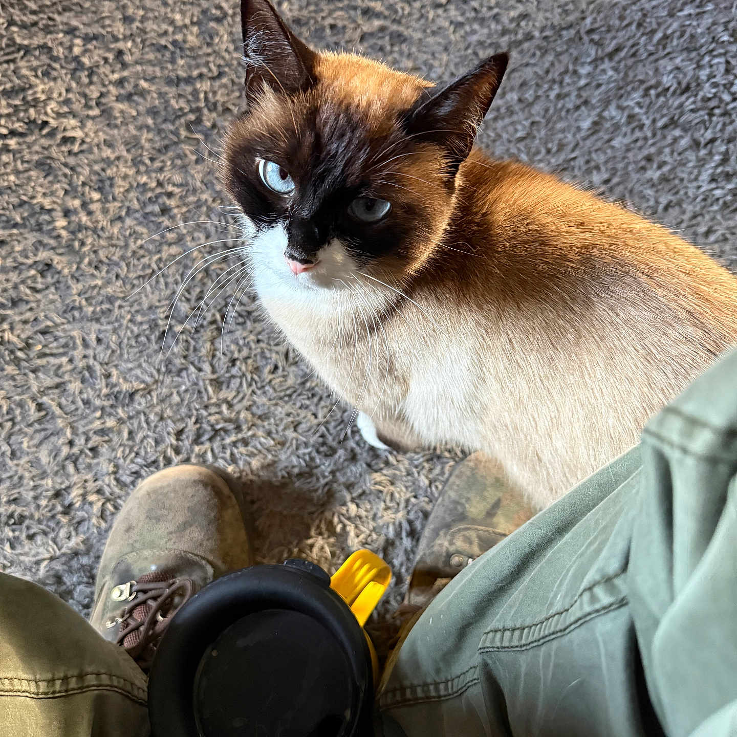 Boots Kitty is registered to the contest to win money with this photo: black, blue_eyes, boots, brown, carpet, cat, close_up, curious, domestic_animal, floor, fur, indoor, legs, looking_up, pants, pet, siamese_cat, texture, whiskers, white