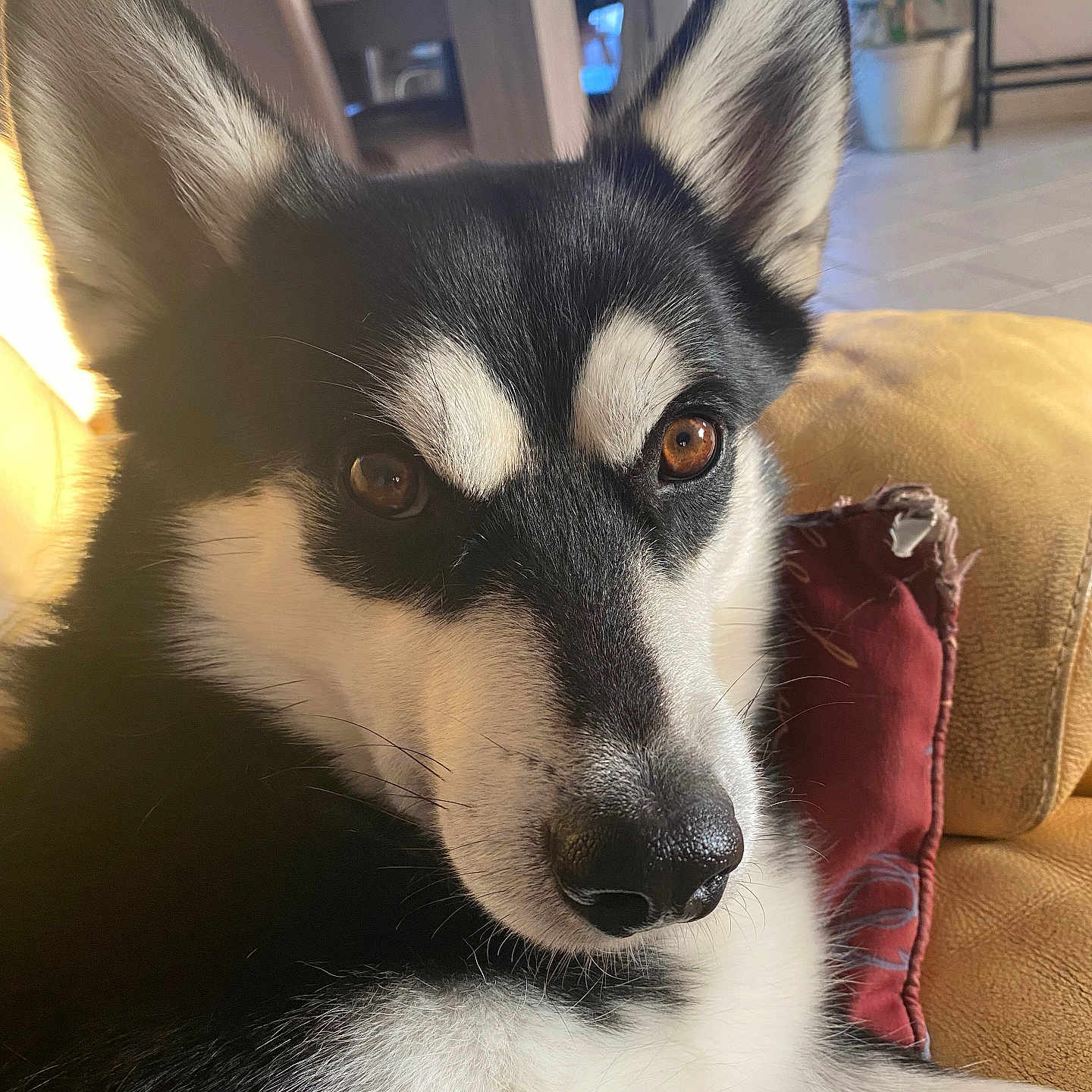 Nesty participe au concours pour gagner de l'argent avec cette photo : animal, black_and_white, canine, close_up, comfort, couch, cushion, dog, domestic_animal, eyes, face, fur, home, husky, indoor, mammal, pet, portrait, relaxing, resting