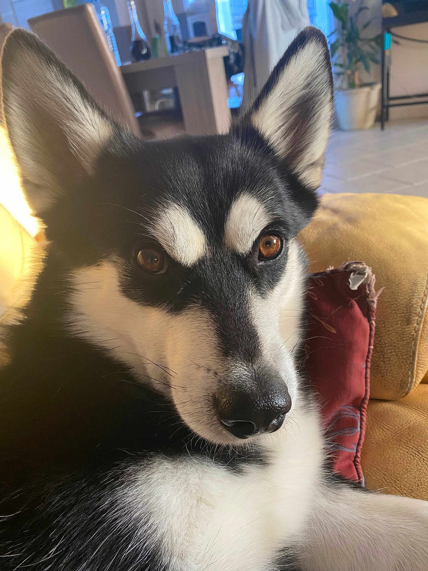Nesty participe au concours pour gagner de l'argent avec cette photo : dog, husky, black_and_white, close_up, pet, indoor, couch, cushion, fur, eyes, face, animal, mammal, canine, relaxing, home, comfort, portrait, domestic_animal, resting