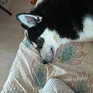 Nesty participe au concours pour gagner de l'argent avec cette photo : dog, black_and_white, lying_down, blanket, patterned, indoor, floor, furniture_leg, relaxed, pet, animal, canine, resting, close_up, bed, soft_light, domestic, fur, snout, ear