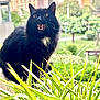 Flash a rejoint le concours — aidez-le/la à gagner de superbes lots ! balcony, black_cat, bokeh_background, building, cat, close_up, domestic_animal, eyes, feline, fur, green_plants, open_mouth, outdoor, pet, planter, portrait, surprised_expression, teeth, urban, whiskers