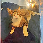 Oliver joined the competition — help win amazing prizes! animal, blue, card, cat, ears, eyes, fabric, feline, glare, indoor, lying_down, nose, pet, printed_photo, reflection, resting, tabby, whiskers, white_chest, white_paws