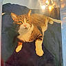 animal, blue, card, cat, ears, eyes, fabric, feline, glare, indoor, lying_down, nose, pet, printed_photo, reflection, resting, tabby, whiskers, white_chest, white_paws