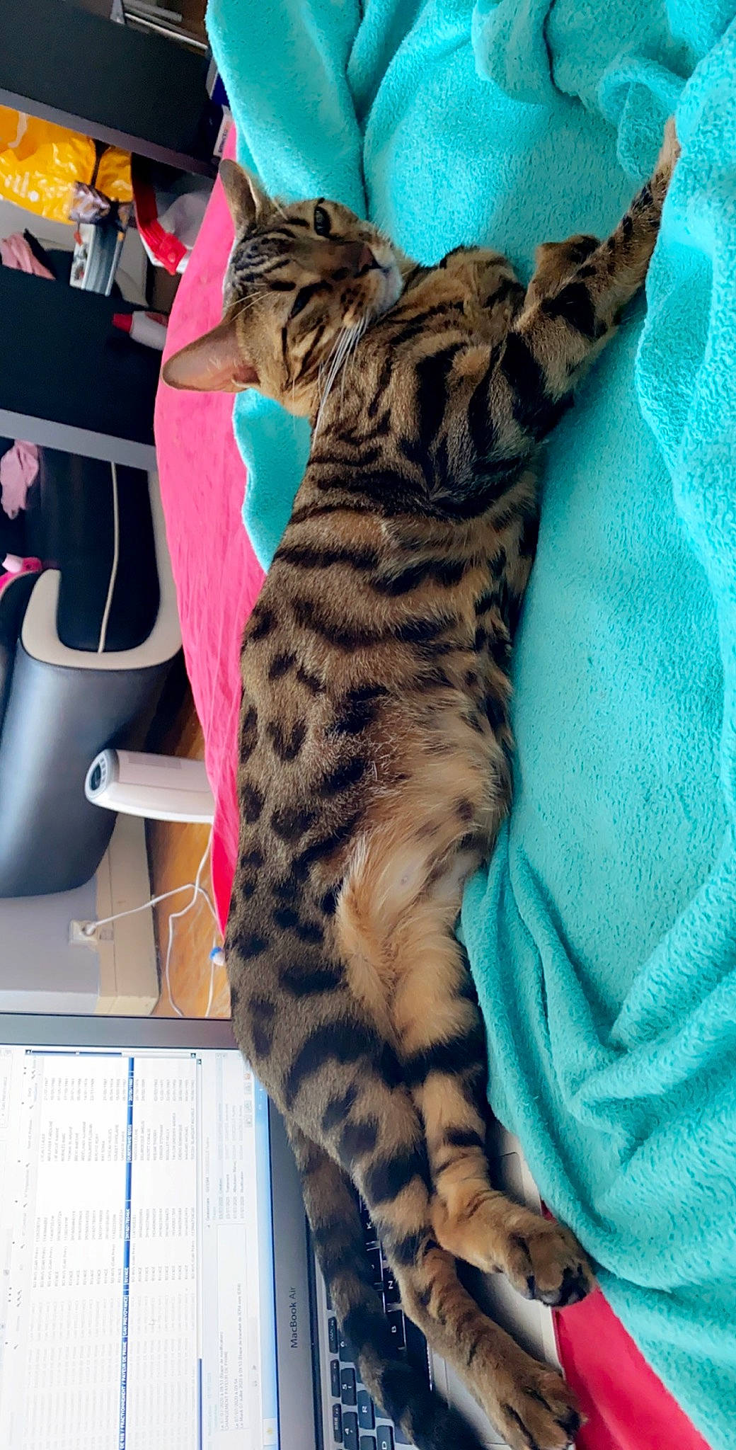 Naelia a rejoint le concours — aidez-le/la à gagner de superbes lots ! american_shorthair, asian, bengal, california_spangled, carnivore, cat, dragon_li, egyptian_mau, european_shorthair, felidae, mammal, ocicat, pixie_bob, savannah, small_to_medium_sized_cats, sokoke, tabby_cat, toyger, vertebrate, whiskers