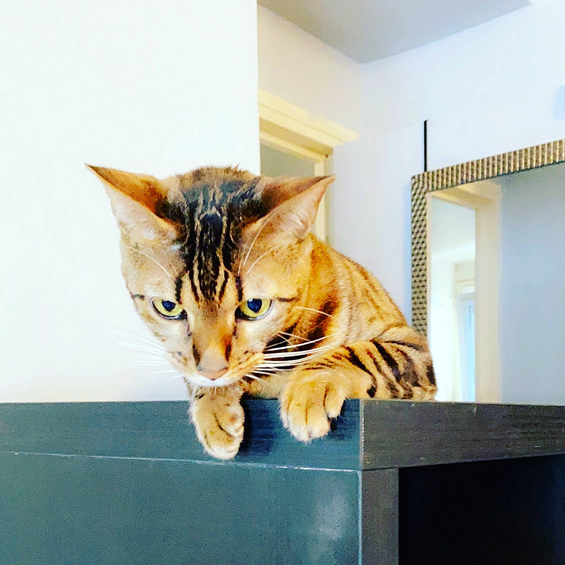 Naelia a rejoint le concours — aidez-le/la à gagner de superbes lots ! aegean_cat, american_shorthair, asian, bengal, carnivore, cat, domestic_short_haired_cat, dragon_li, european_shorthair, felidae, fur, kitten, mammal, ocicat, small_to_medium_sized_cats, tabby_cat, toyger, whiskers, window