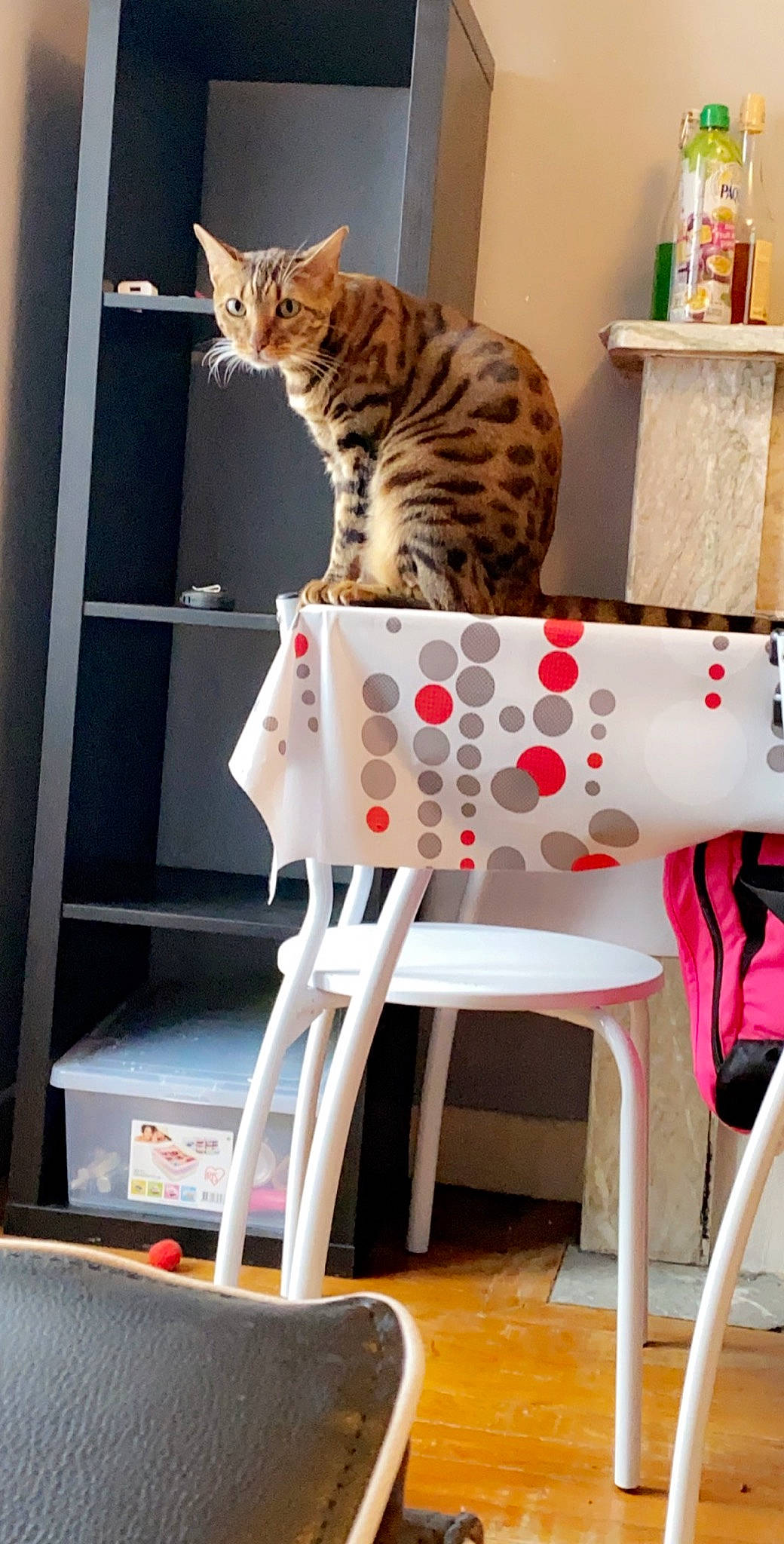 Naelia a rejoint le concours — aidez-le/la à gagner de superbes lots ! carnivore, cat, felidae, furniture, ocicat, small_to_medium_sized_cats, table, whiskers