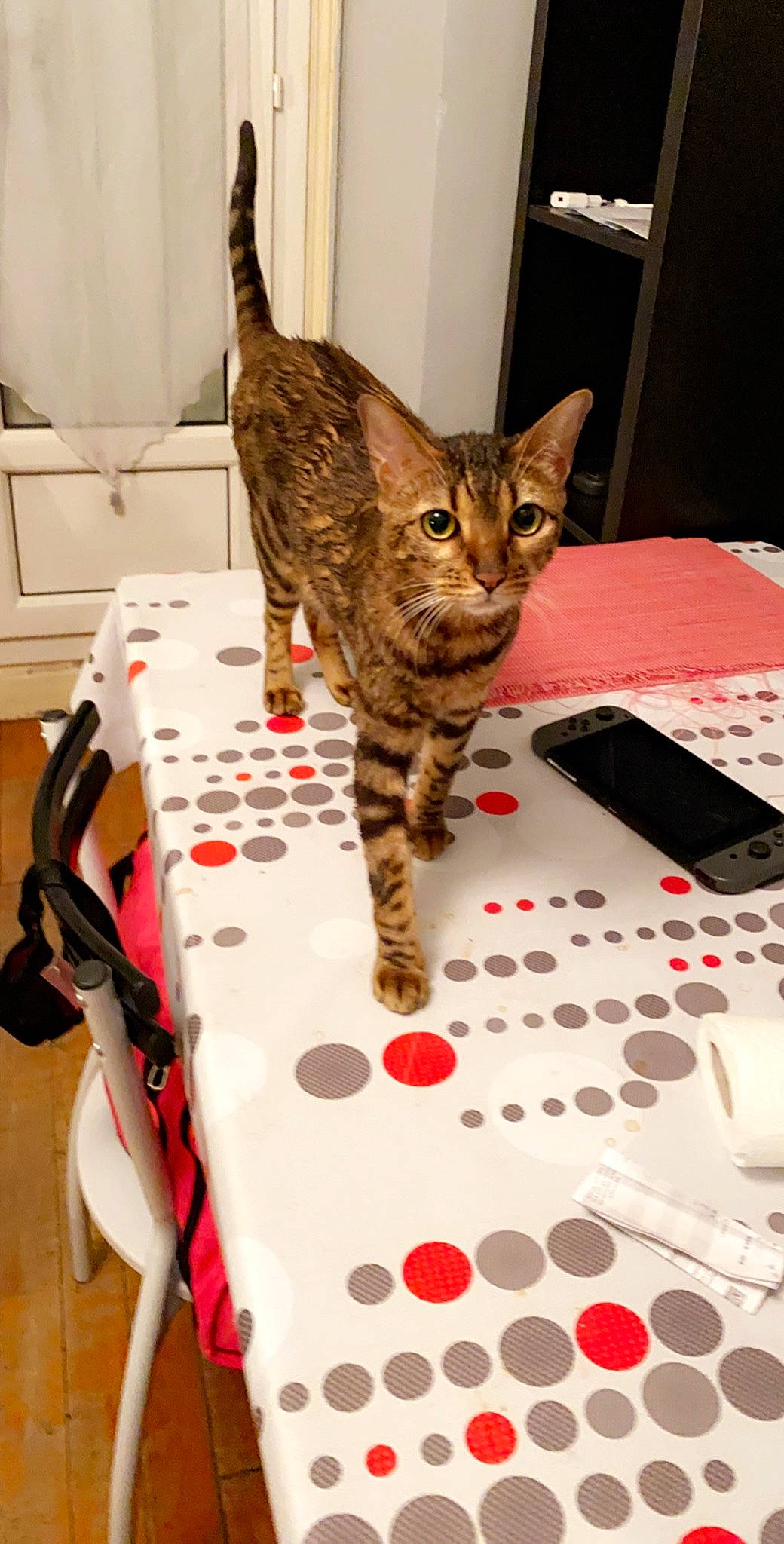 Naelia a rejoint le concours — aidez-le/la à gagner de superbes lots ! asian, bengal, california_spangled, carnivore, cat, domestic_short_haired_cat, dragon_li, egyptian_mau, european_shorthair, felidae, kitten, mammal, ocicat, savannah, small_to_medium_sized_cats, sokoke, tabby_cat, toyger, whiskers