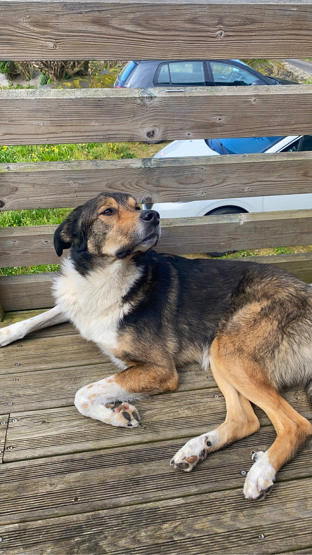 Rocky participe au concours pour gagner de l'argent avec cette photo : ancient_dog_breeds, canidae, car, carnivore, companion_dog, dog, dog_breed, fawn, herding_dog, plant, snout, sporting_group, terrestrial_animal, tire, tree, vehicle, vehicle_registration_plate, wheel, working_dog