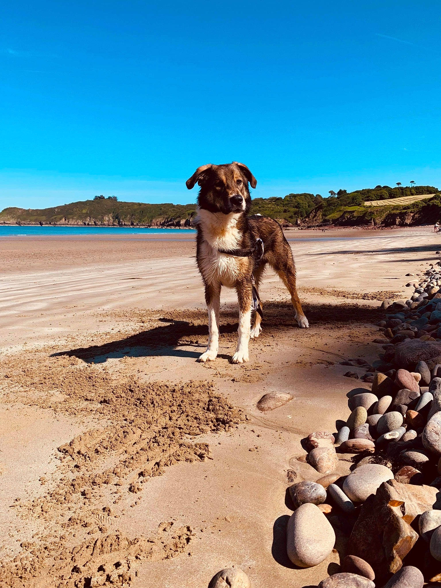 Rocky participe au concours pour gagner de l'argent avec cette photo : aeolian_landform, canidae, carnivore, coast, companion_dog, dog, dog_breed, fawn, horizon, landscape, ocean, pet_supply, rock, sand, sky, soil, sporting_group, wildlife, wood, working_animal