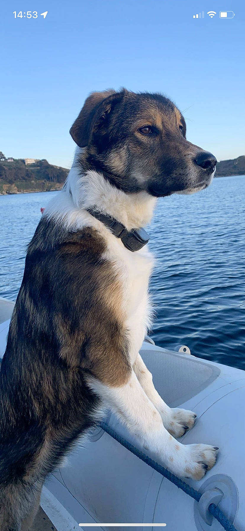 Rocky participe au concours pour gagner de l'argent avec cette photo : boat, canidae, carnivore, collar, companion_dog, dog, dog_breed, dog_collar, hood, lake, light, mountain, ocean, recreation, sky, snout, sporting_group, water, watercraft, working_animal