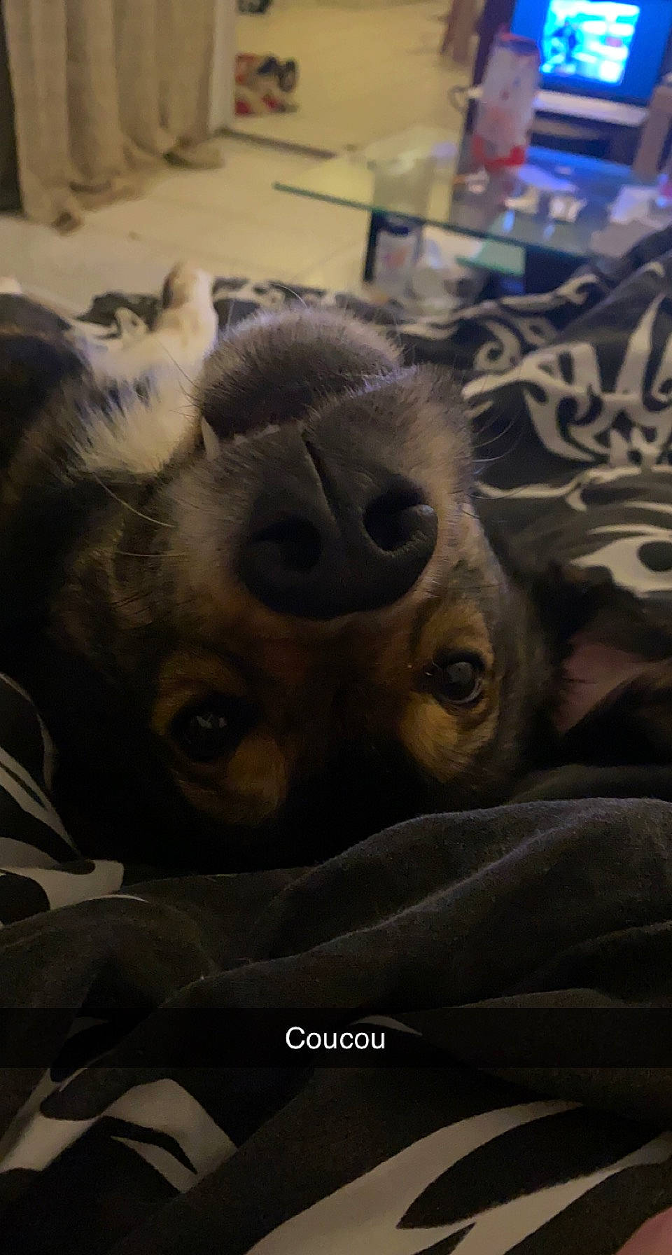 Rocky a rejoint le concours — aidez-le/la à gagner de superbes lots ! canidae, carnivore, companion_dog, dog_breed, fawn, felidae, fiction, fur, jaw, nap, non_sporting_group, paw, selfie, sleep, small_to_medium_sized_cats, snout, sporting_group, whiskers, working_animal