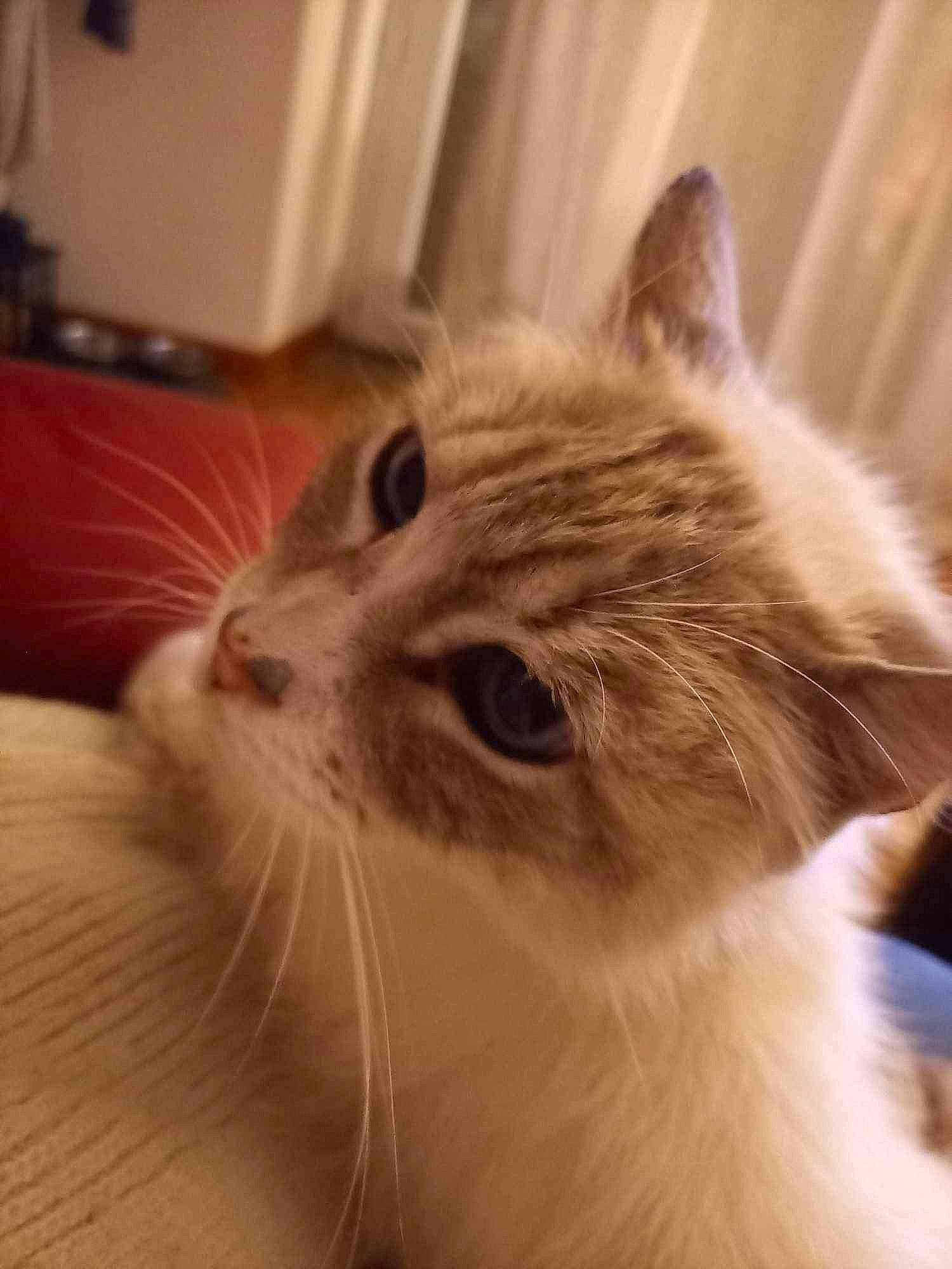 Nilo participe au concours pour gagner de l'argent avec cette photo : carnivore, cat, claw, comfort, domestic_short_haired_cat, ear, eye, fawn, felidae, fur, paw, small_to_medium_sized_cats, snout, whiskers, window