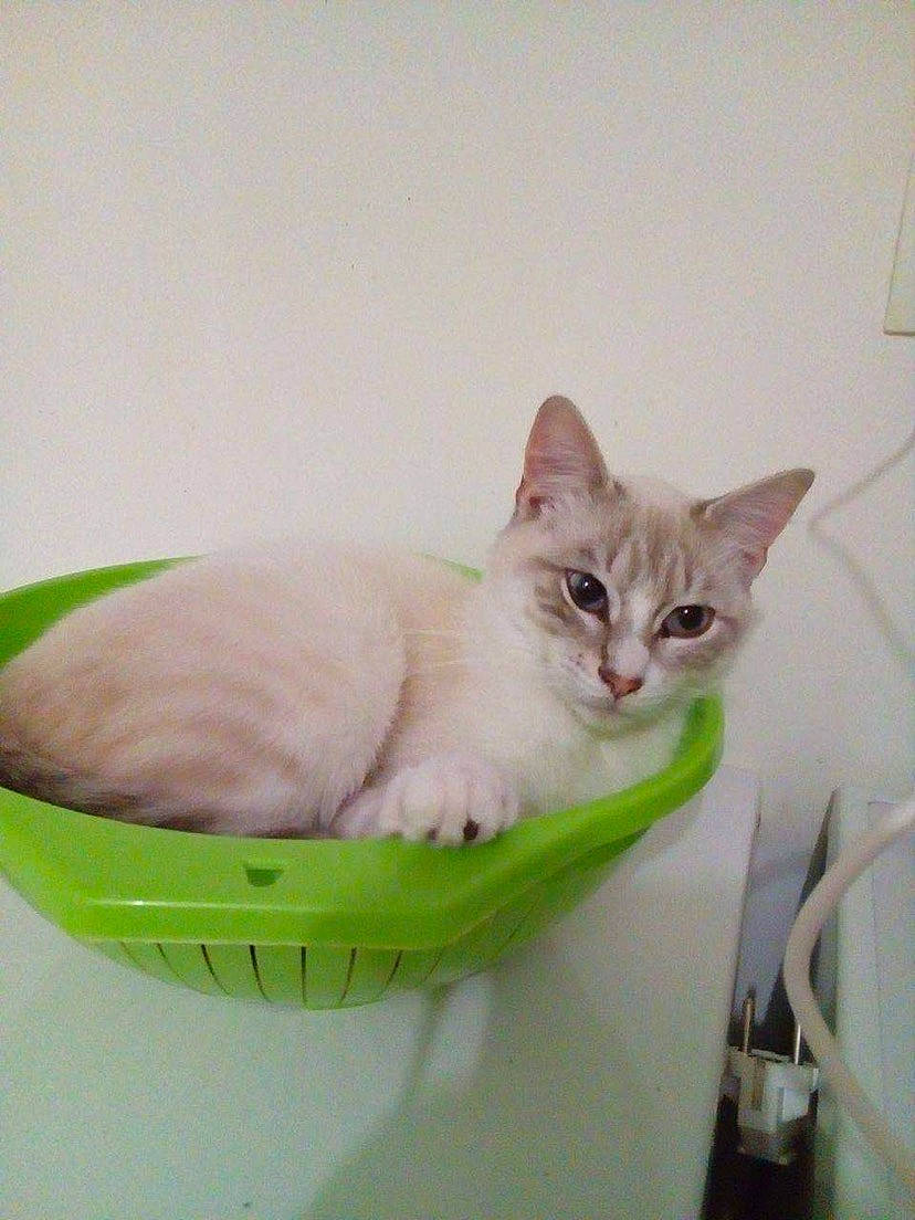 Nilo a rejoint le concours — aidez-le/la à gagner de superbes lots ! box, carnivore, cat, cat_supply, comfort, domestic_short_haired_cat, felidae, fur, paw, pet_supply, small_to_medium_sized_cats, snout, tail, whiskers