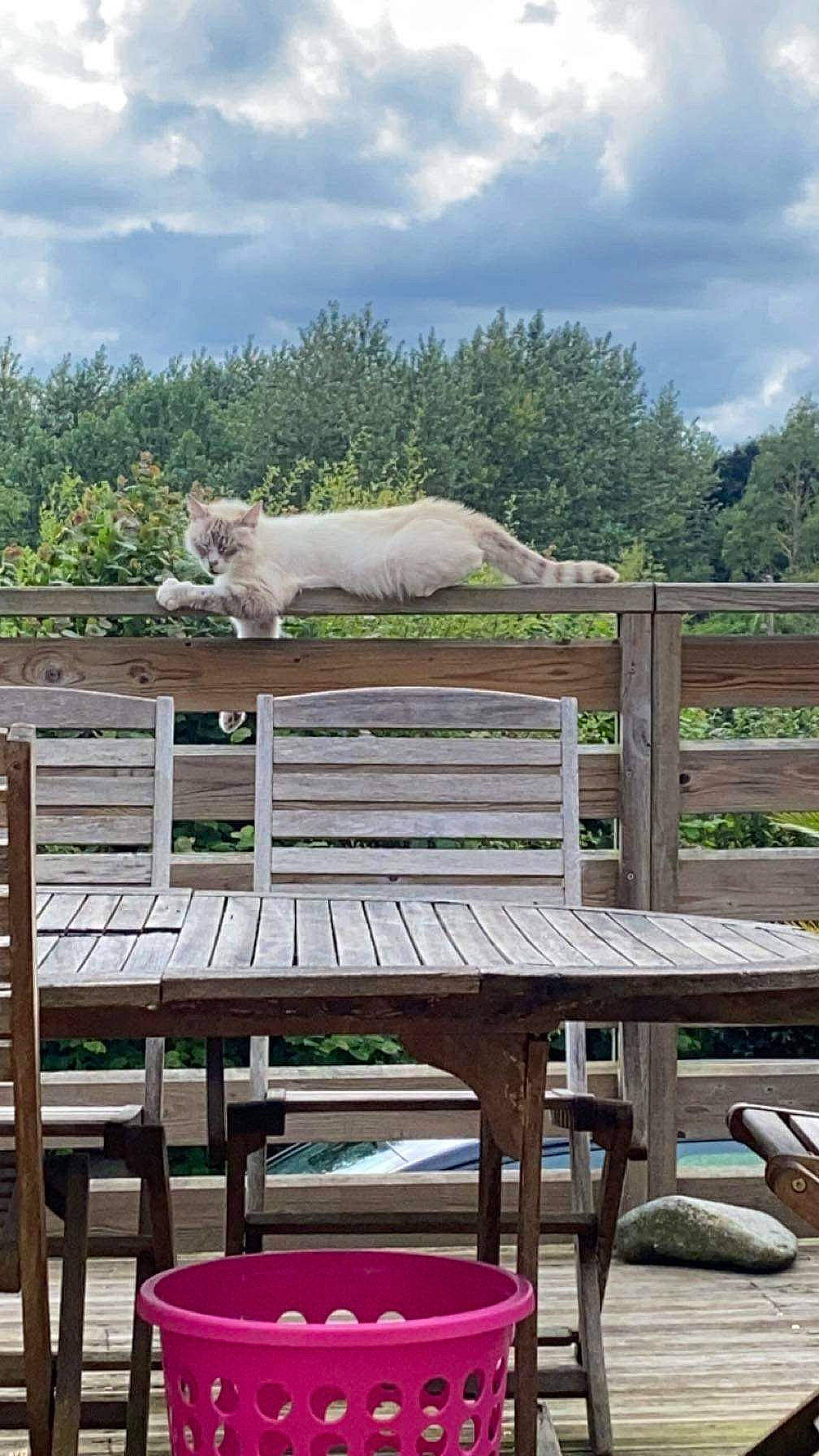Nilo participe au concours pour gagner de l'argent avec cette photo : cloud, dock, fence, grass, hardwood, landscape, leisure, morning, nature, outdoor_bench, outdoor_furniture, outdoor_table, picnic_table, plant, shade, sky, summer, table, tree, wood