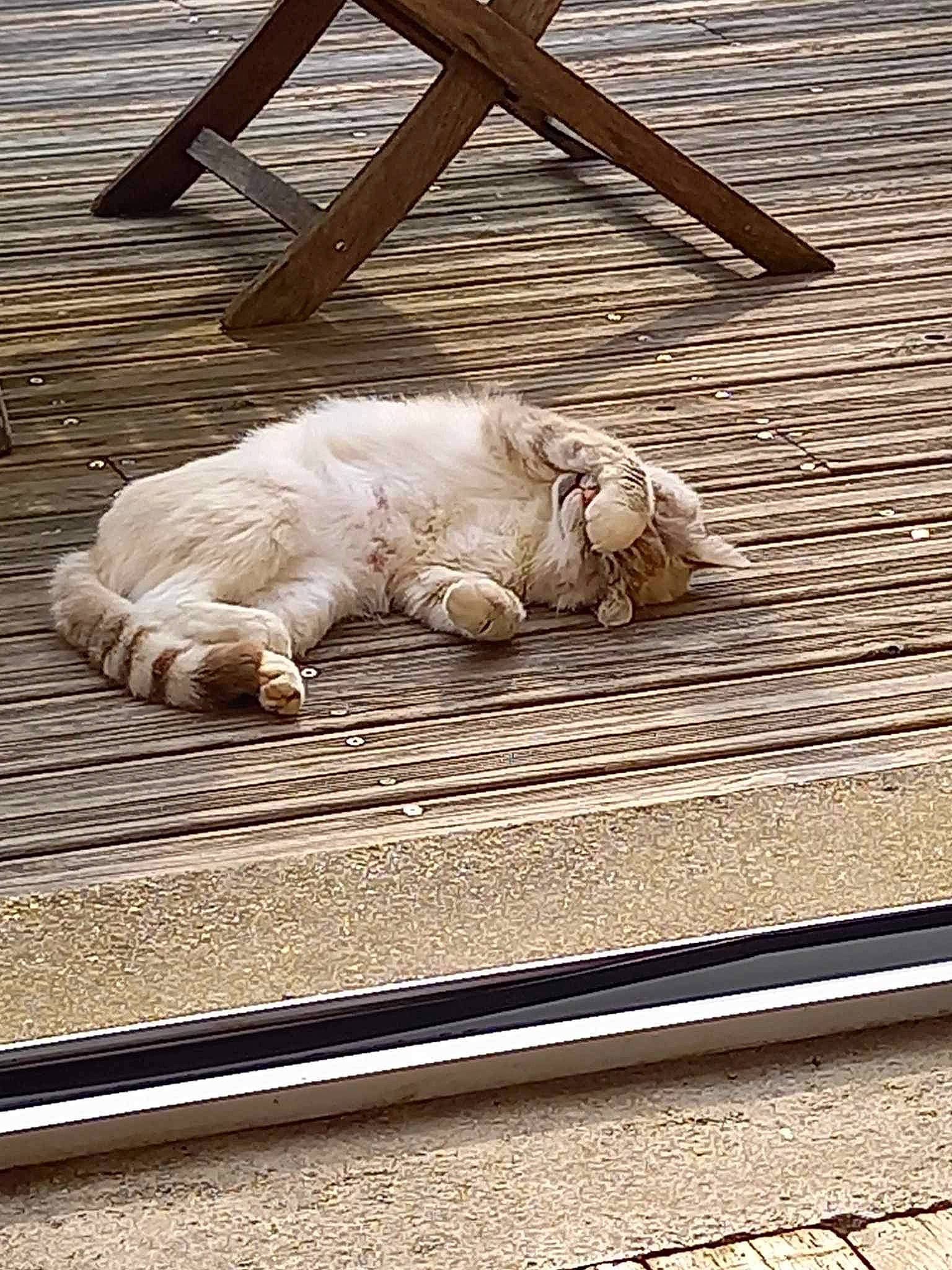 Nilo a rejoint le concours — aidez-le/la à gagner de superbes lots ! cat, comfort, domestic_short_haired_cat, fawn, felidae, flooring, foot, fur, hardwood, monochrome, nap, paw, rectangle, small_to_medium_sized_cats, snout, still_life_photography, tail, terrestrial_animal, whiskers, wood