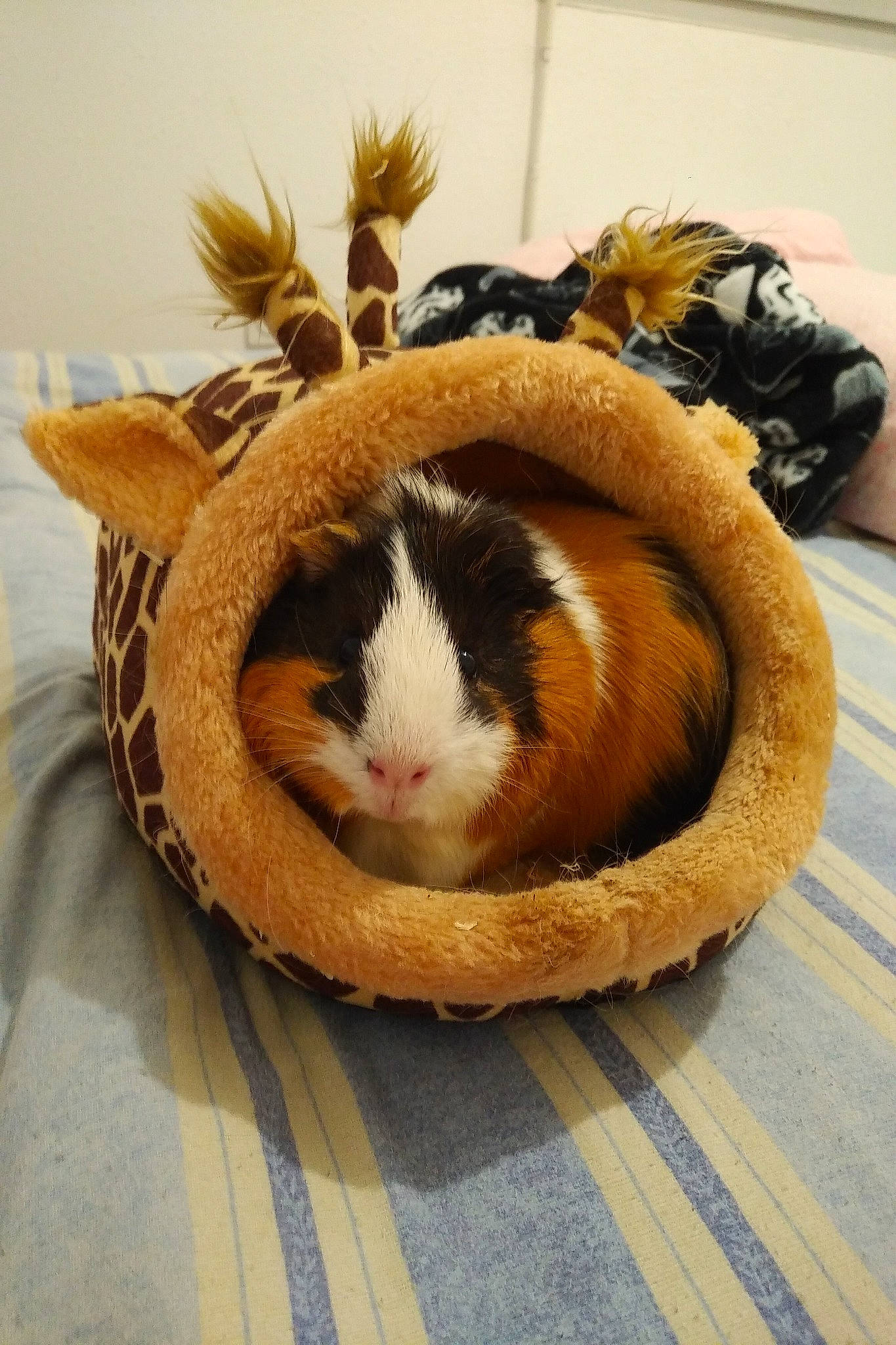 Ernest a rejoint le concours — aidez-le/la à gagner de superbes lots ! cat, cat_bed, fawn, fur, guinea_pig, rodent, whiskers