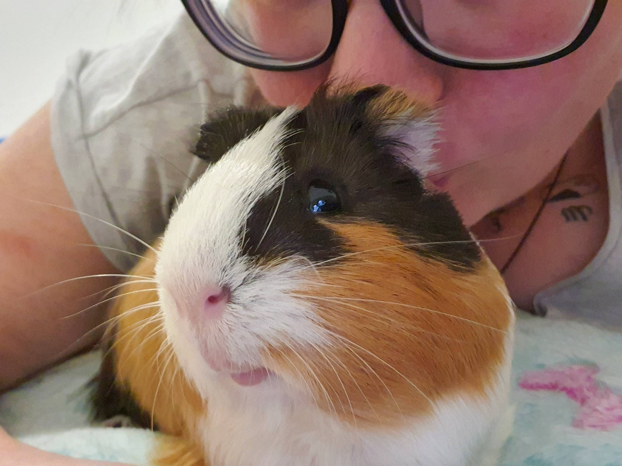 Ernest a rejoint le concours — aidez-le/la à gagner de superbes lots ! ear, fawn, guinea_pig, iris, mammal, rabbit, rodent, snout, vertebrate, whiskers