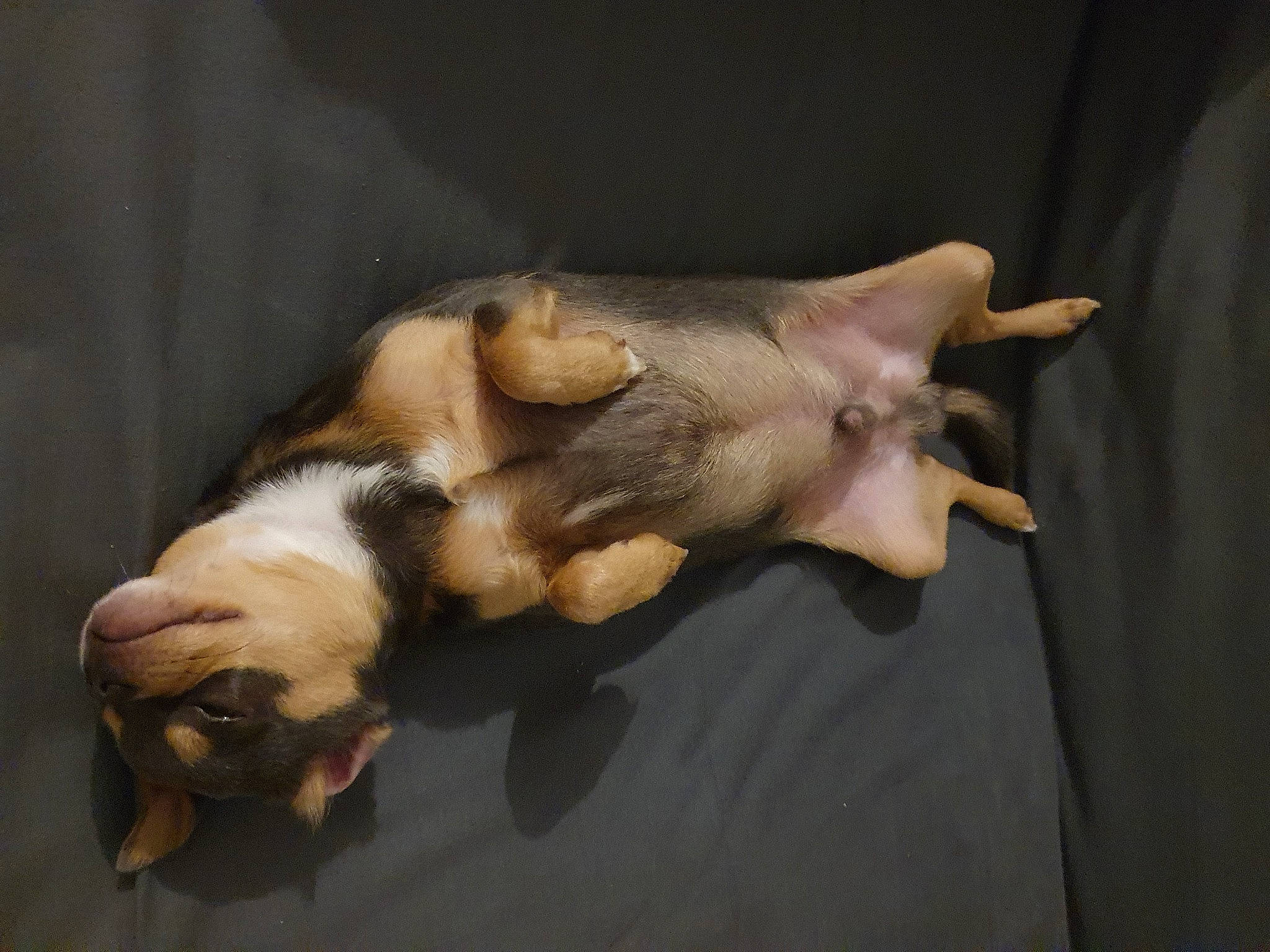 Pongo a rejoint le concours — aidez-le/la à gagner de superbes lots ! canidae, cat, claw, domestic_pig, ear, fawn, fur, jaw, paw, snout, tail