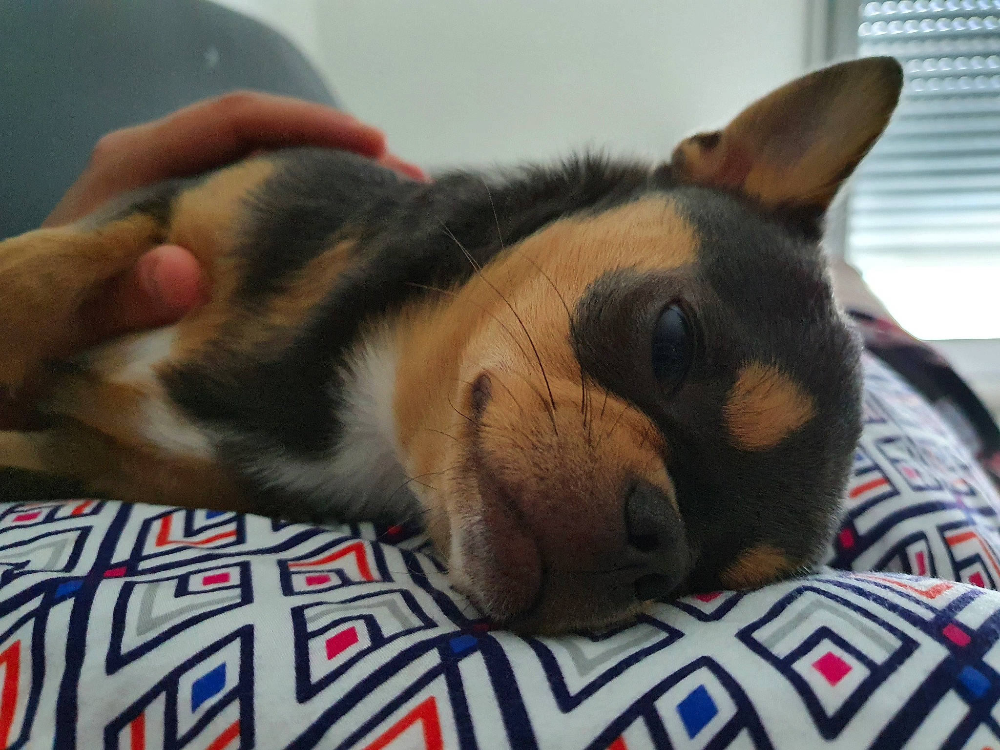 Pongo participe au concours pour gagner de l'argent avec cette photo : canidae, carnivore, companion_dog, dog, dog_breed, ear, eye, fawn, fur, mammal, nap, nose, paw, puppy, puppy_love, skin, snout, vertebrate, whiskers