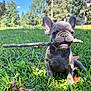 Blu is registered to the contest to win money with this photo: puppy, dog, french_bulldog, grass, stick, outdoor, blue_sky, trees, sunny, pet, animal, cute, playful, young, nature, leaf, green, summer, close_up, adorable