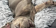 Blu is registered to the contest to win money with this photo: puppy, dog, sleeping, fluffy_blanket, cozy, resting, pet, young_dog, close_up, cute, relaxed, canine, tongue_out, indoor, comfort, furry, nap, soft_texture, car_seat, animal