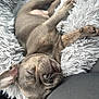 puppy, dog, sleeping, fluffy_blanket, cozy, resting, pet, young_dog, close_up, cute, relaxed, canine, tongue_out, indoor, comfort, furry, nap, soft_texture, car_seat, animal