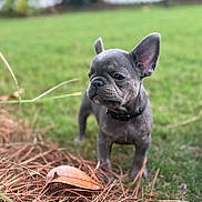 Blu joined the competition — help win amazing prizes! dog, puppy, french_bulldog, grass, outdoor, leaf, pine_needles, pet, animal, young, cute, alert, ears_up, collar, nature, small, standing, greenery, closeup, daylight