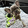 Blu is registered to the contest to win money with this photo: french_bulldog, puppy, dog, toy, rope_toy, blanket, fluffy, car_interior, window, curious, cute, pet, animal, portrait, young, indoor, gray, soft_texture, playful, companion