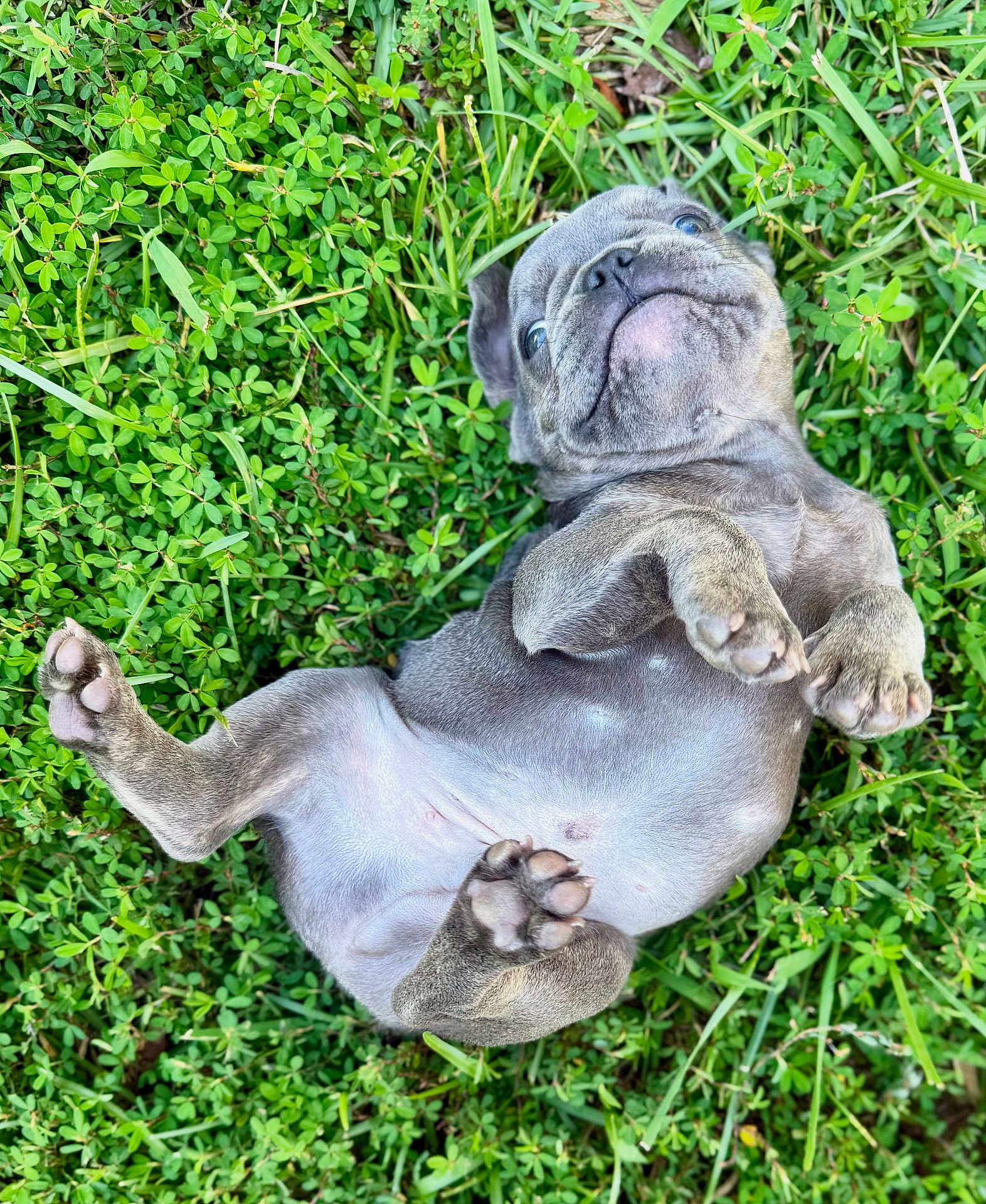 Blu