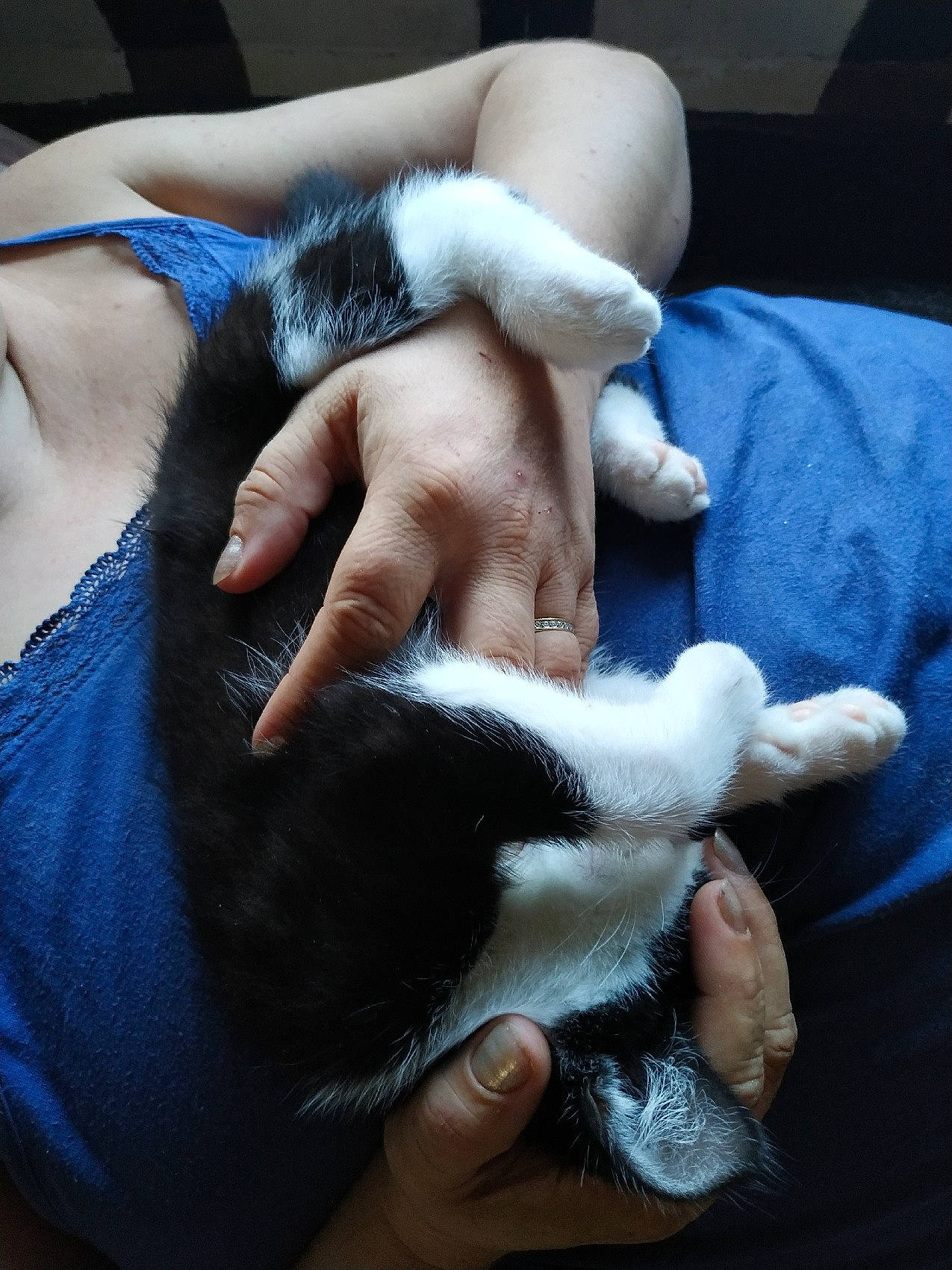 Feedji a rejoint le concours — aidez-le/la à gagner de superbes lots ! carnivore, cat, claw, ear, felidae, finger, fur, gesture, hand, nail, nap, paw, polydactyl_cat, puppy, skin, small_to_medium_sized_cats