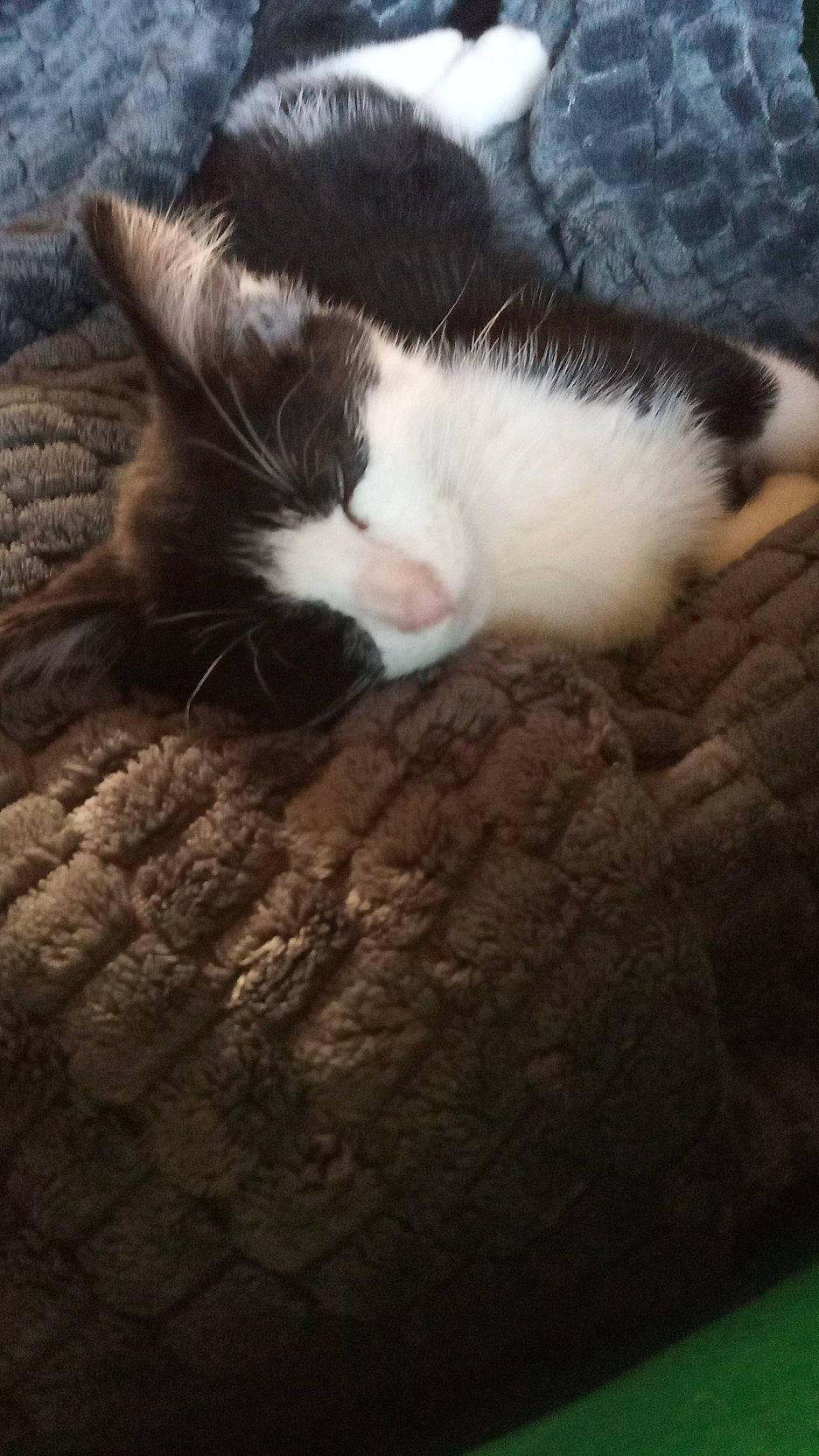 Feedji participe au concours pour gagner de l'argent avec cette photo : carnivore, cat, european_shorthair, felidae, fur, kitten, nap, nose, polydactyl_cat, sky, sleep, small_to_medium_sized_cats, tail, whiskers