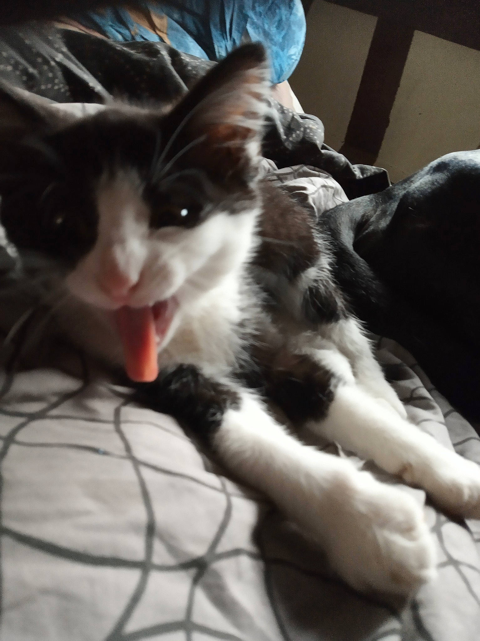 Feedji participe au concours pour gagner de l'argent avec cette photo : aegean_cat, black_and_white, carnivore, cat, ear, european_shorthair, eye, felidae, fur, kitten, leg, norwegian_forest_cat, oriental_longhair, paw, polydactyl_cat, small_to_medium_sized_cats, snout, whiskers