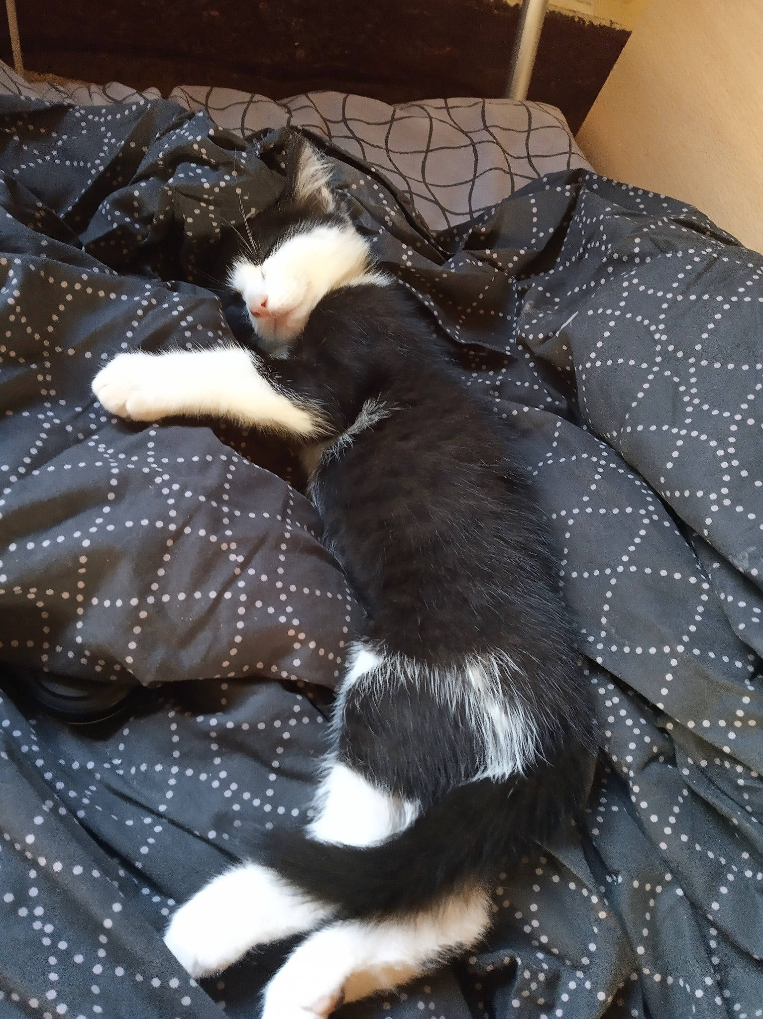 Feedji participe au concours pour gagner de l'argent avec cette photo : canidae, carnivore, cat, dog_breed, fawn, felidae, fur, paw, small_to_medium_sized_cats, tail, whiskers