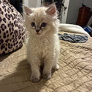 Angel is registered to the contest to win money with this photo: kitten, cat, fluffy, bed, quilted_bedspread, pillow, leopard_print, indoor, pet, cute, small, fur, animal, domestic, whiskers, ears, eyes, sitting, cozy, home