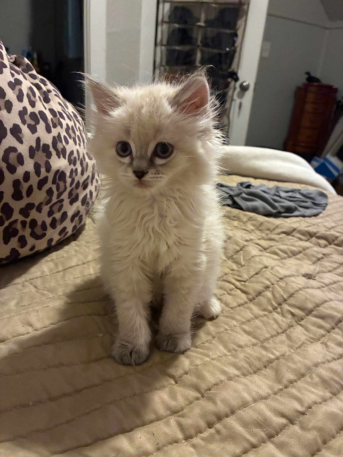 Angel