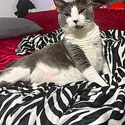 Eepy is registered to the contest to win money with this photo: bed, blanket, cat, close_up, feline, fur, gray_and_white, household, indoor, paw, pet, pillow, portrait, red_sofa, relaxed, sitting, sofa, upholstery, whiskers, zebra_pattern